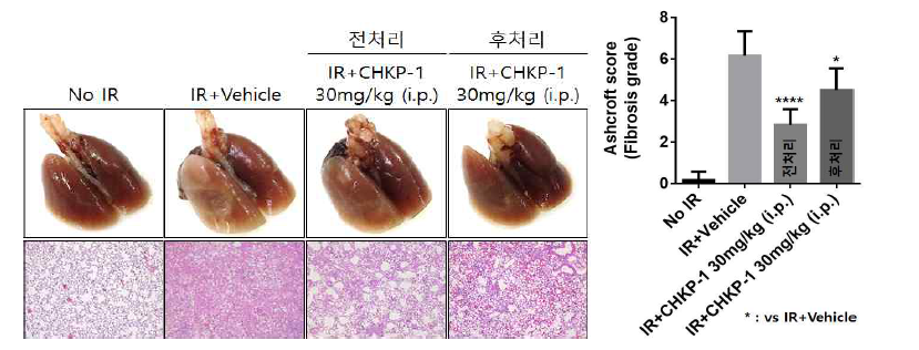 CHKP-1 투여 시기 및 경로에 따른 방사선 폐손상 억제 효과