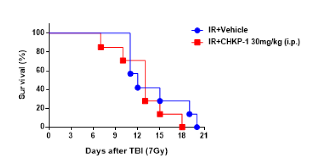 전신 피폭에 대한 CHKP-1 투여 효과