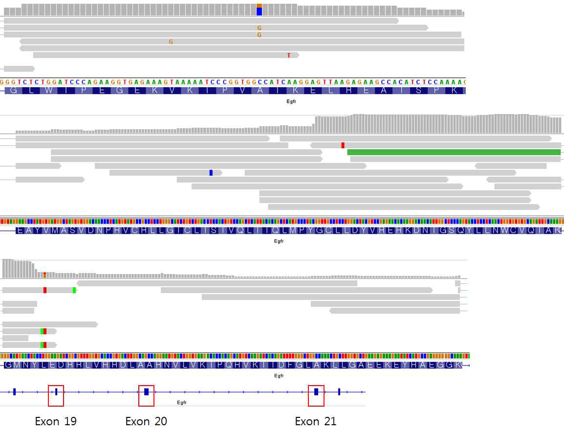 IGV 프로그램을 통한 Exon 19,20,21 부위의 염기서열