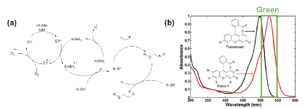 EOSYN Y를 이용한 광촉매 반응의 메커니즘 및 EOSYN Y의 흡수 스펙트럼