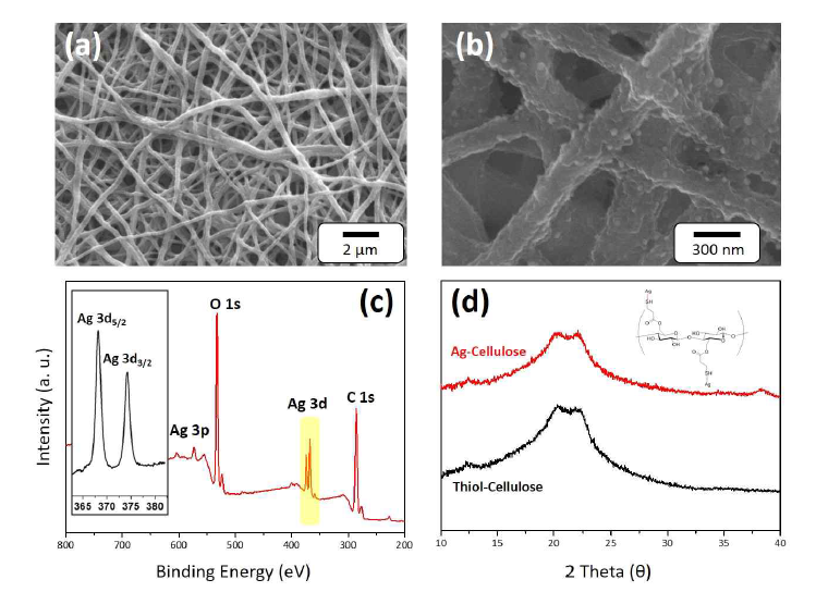 은 입자가 티올-셀룰로스 나노섬유 표면에 흡착되었음을 보여주는 SEM 사진(a, b)과 해당 시편의 XPS 및 XRD 결과(c, d)