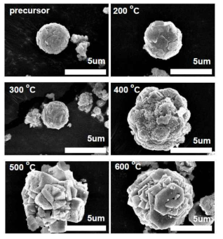 단일 상 α-MnS 가 형성된 (a) 아르곤 하에서 용해되고 열처리 된 γ-MnS의 (b) 200 ℃, (c) 300 ℃, (d) 400 ℃, (e) 500 ℃, (f) 600 ℃, 그리고 (g) 650 ℃에서 합성된 생성물들의 SEM 이미지