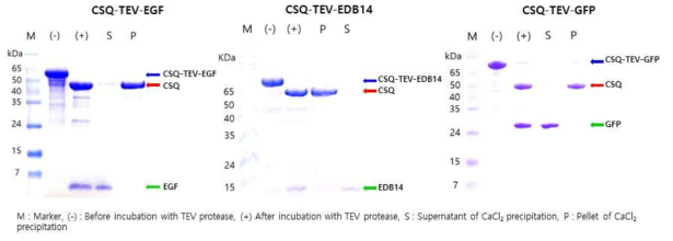 가수분해효소에 의한 목적 단백질(EGF, EDB14, GFP)의 분리 SDS-PAGE
