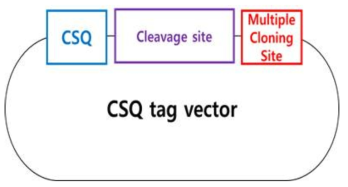 CSQ tag-TEV, Thrombin 벡터 구축