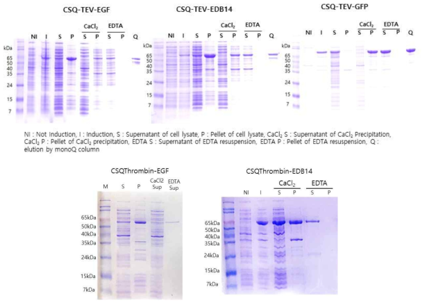 CSQ tag-목적 단백질(EGF, EDB14, GFP)의 무컬럼 정제 SDS-PAGE