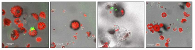 Fluorescent dye-labeled biomolecule을 담지한 나노입자와 incubation한 원형질체의 fluorescent confocal micrographs. red: chloroplast, green: biomolecule-나노입자. scale bars=20 μm