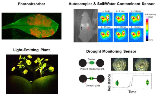나노입자를 식물체에 도입하여 식물을 엔지니어링 하는 식물 나노생체공학 연구 예시들