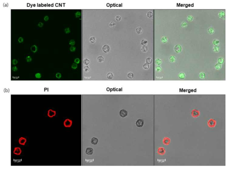 (a) 나노입자가 투과된 소포자 (CNT, 11 mg/L, 20h incubation at RT), (d) 나노입자가 투과된 소포자의 PI staining