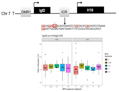 F1 수컷 마우스의 지방과다 표현형 관련 각인 유전자 H19/Igf2 ICR의 메틸화 정량분석 결과