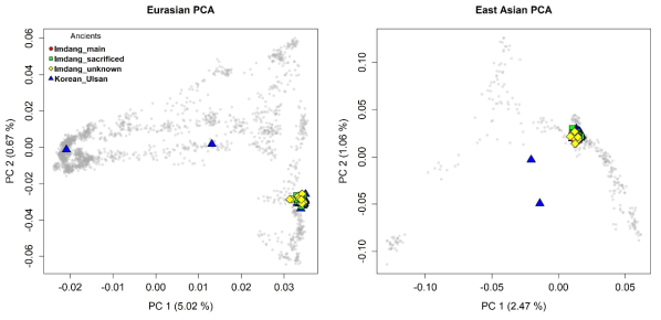주성분분석을 통해 확인한 임당·조영동 고분군 집단과 현대 한국인의 유전자 프로필. 주피장자와 순장자, 현대 한국인 모두 하나의 군집을 구성하고 있음. 좌측은 2,077명의 현대 유라시아인(회색 점)을 이용해 계산한 주성분, 우측은 367명의 현대 동아시아인을 이용해 계산한 주성분 1과 2로 나타낸 공간임
