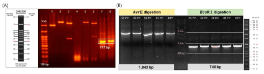 동물세포 발현 벡터에서 splinkerette-PCR 결과. (A) BamHⅠ, BglⅡ 사용 (B) AvrⅡ, EcoRⅠ 사용