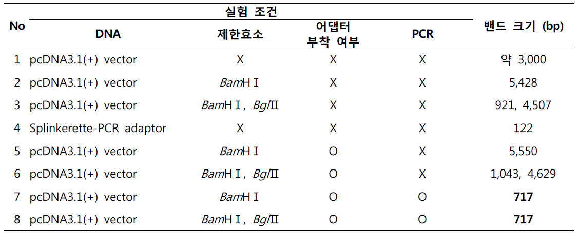 동물세포 발현 벡터에서의 splinkerette-PCR 실험 조건 (BamHⅠ, BglⅡ 사용)