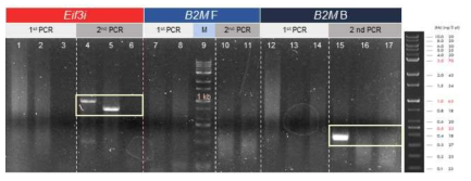하우스키핑 유전자(Eif3i, B2M)의 게놈 내 위치 확인