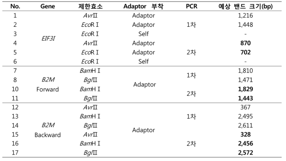 하우스키핑 유전자(Eif3i, B2M)의 게놈 내 위치 확인을 위한 splinkerette-PCR 조건