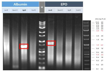 . 생산단백질 유전자의 위치 확인을 위한 전기영동 수행 결과