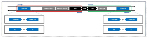 Alb-EPO 유전자를 Alu PCR로 찾기 위한 실험의 변수 및 존재 가능성