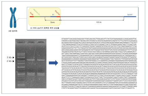 Alu PCR 결과 및 염기서열 분석 결과