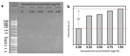 자성-귀금속 나노 복합체를 이용한 DNA 증폭 효율 변화 비교. a) PCR 후 증폭된 DNA를 전기영동을 통해 확인한 사진. b) 아가로즈 젤에서 DNA 신호를 수치화한 그래프