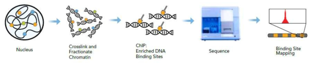 ChIP sequencing의 개요