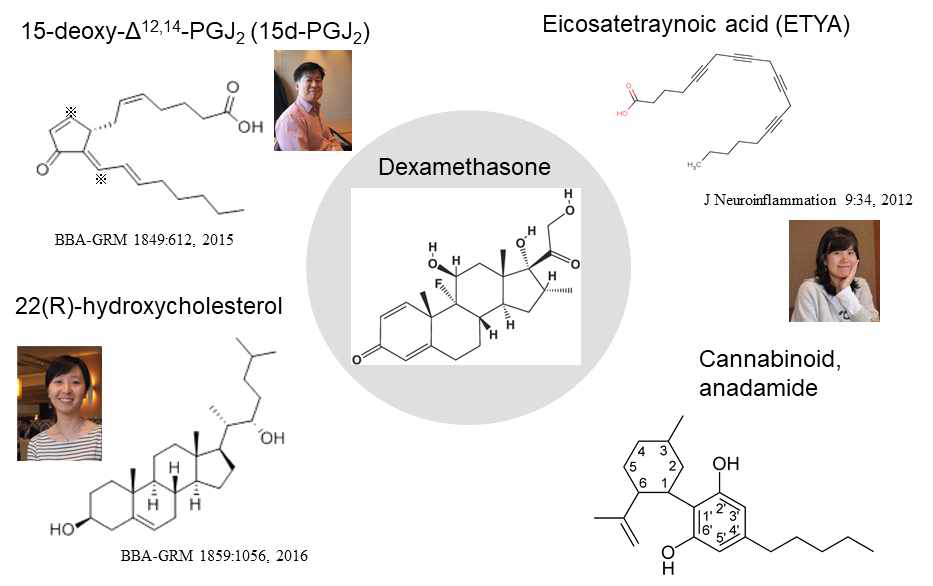 Anti-inflammatory mechanisms involving MKP-1 induction