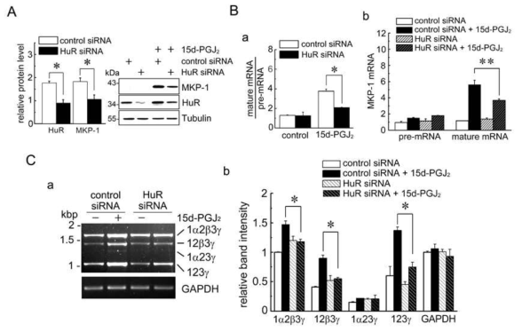 HuR siRNA를 transfection 한 성상세포에 15d-PGJ2를 처리하면 MKP-1의 RNA processing과 mature RNA생성이 감소됨을 확인