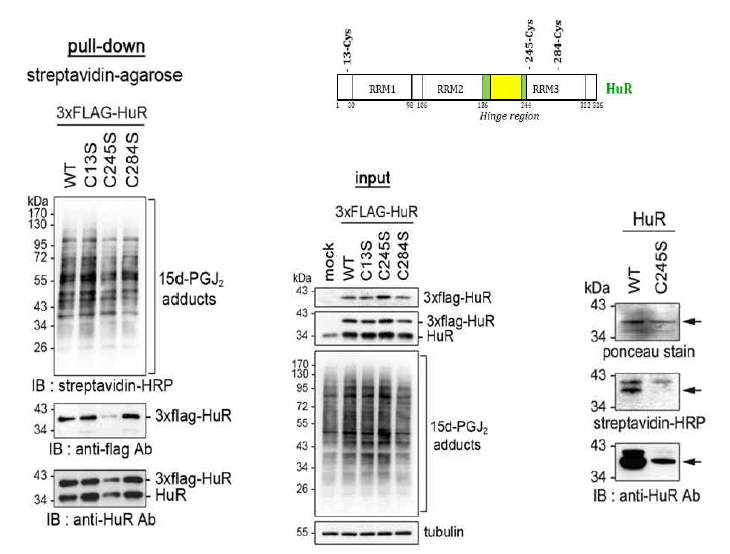HuR의 Cys 을 Serine 잔기로 치환한 mutant를 이용한 실험으로 15d-PGJ2 가 HuR의 Serine 245와 직접 결함함을 확인함