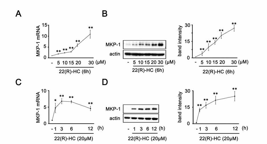 Astrocytes 에 22R-HC를 처리하면 MKP-1의 단백발현이 증가하며 mRNA 증가에 기인 함을 확인