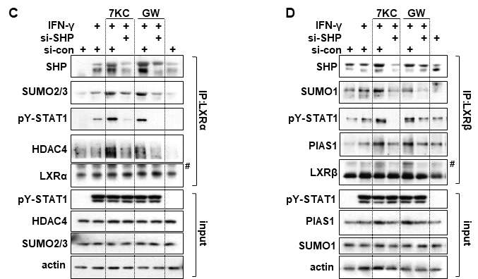 SUMO와 LXR α, 및 β에 대한 항체를 이용한 immunoprecipitation 실험결과