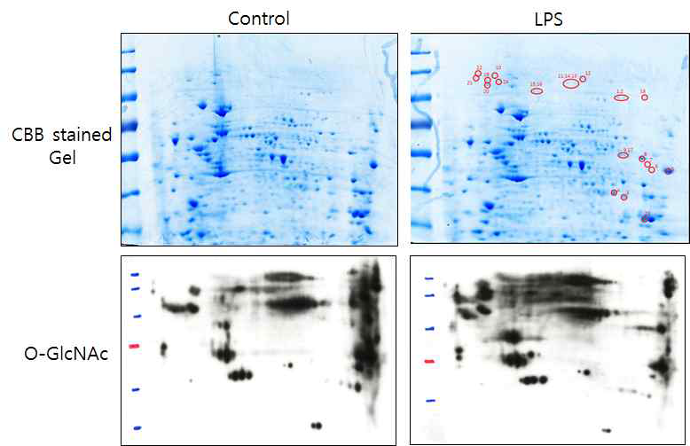 뇌미세아교세포에 LPS처리 후 O-GlcNAc변형의 변화가 일어나는 단백질 동정