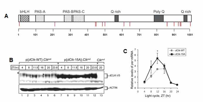 CLOCK 단백질 인산화 잔기 규명 및 기능. A. 인산화 잔기 B. 하룻동안의 CLK 단백질 패턴 C. CLK 활성을 보여주는 per mRNA level