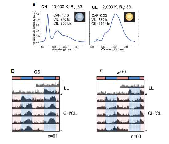 일주기조도의 고/저 싸이클에 노출시켰을 때 동물의 일주기리듬 행동 분석. A. 일주기조도가 높은 빛 (CH)와 낮은 빛 (CL)의 스펙트럼. B. C 각각 CS와 W1118 초파리를 24시간 항상 빛이 있는 조건(LL)에 노출 시킨 후 CH/CL 12:12 싸이클에 노출시켜 활동량 리듬을 분석함