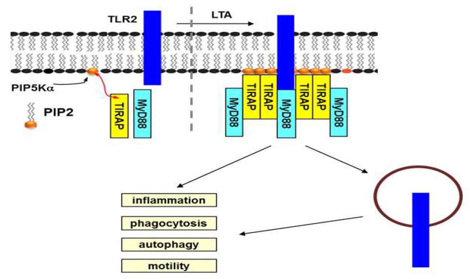 LTA자극에 의한 TLR2 활성화에 PIP5Ka에 의해 합성되는 PIP2는 TIRAP membrane recruitment를 통해 TLR2 activation을 유도함. 한편 TLR2-dependent cytokine production, autophagy activation, cytoskeletal rearrangement, phagocytosis에도 PIP2의 생합성은 positive regulator로서 작용함