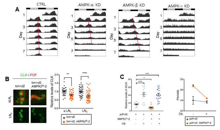 AMPK는 CLOCK 단백질의 안정화를 통해 일주기리듬 유지에 필수적임. A. 정상 및 AMPK subunit KD 초파리의 일주기리듬. B. 정상 및 AMPKβ KD 초파리의 생체시계 뉴런에서 CLK 단백질의 양 C. AMPKβ KD 초파리에서 CLK을 과발현 시키면 일주기리듬 주기가 회복됨