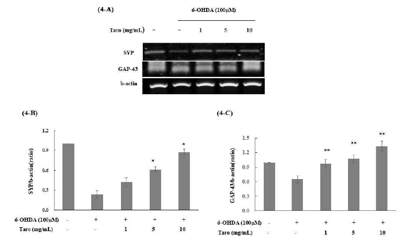 Effect of taro extract on SYP and GAP-43 mRNA expression in SH-SY5Y cell. The SYP and GAP-43 mRNA expression were analyzed by real time PCR (4-A). All gene expressions were normalized using b-actin as a reference gene. The SYP mRNA expression were significantly increased in all taro extract treated groups except 1mg/ml, compared with 6-OHDA alone treated group (4-B). Meanwhile, GAP-43 mRNA expression were significantly increased in taro extract treated group compared with 6-OHDA alone treated group in a dose-dependent manner (4-C)