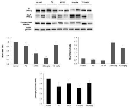 Effect of Colocasia esculenta extract on protein expression in MPTP-induced PD model