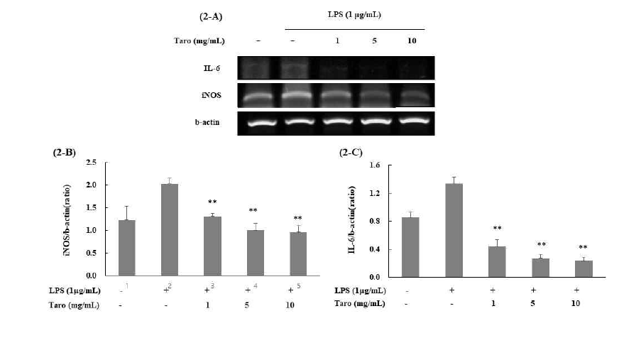 Effect of taro extract on LPS-induced mRNA expression in SH-SY5Y cell. The iNOS and IL-6 mRNA expressions were analyzed by RT-PCR (2-A). All gene expressions were normalized using b-actin as a reference gene. The iNOS (2-B) and IL-6 (2-C) mRNA expressions were significantly decreased in taro extract treated group compared with LPS treated group