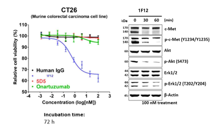 CT26 syngeneic 세포주에서 1F12 항체 활성 분석