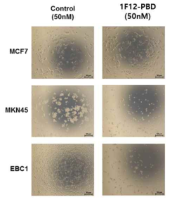 Cell proliferation assay를 통한 1F12-PBD의 세포 생장 억제능 확인