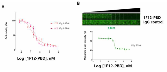 HCS를 이용한 1F12-PBD에 대한 세포 생존 및 표적 저해 검증
