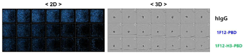 2D, 3D HCS 시스템을 이용한 c-Met 항체-약물 접합체 세포 독성 이미지 분석 결과