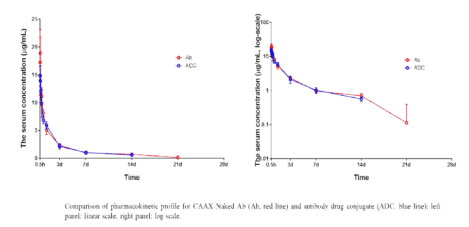 최종 항체-약물 접합체 및 모항체의 rat model에서의 PK 분석 그래프 (좌 : linear, 우 : log scale)