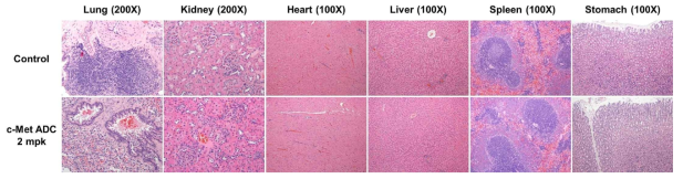 독성 실험에 사용된 rat 개체들의 lung, kidney, heart, liver, spleen 및 stomach 조직에서의 H&E 조직병리학적 분석 결과 (lung 및 kidney는 200배율, heart, liver, spleen 및 stomach은 100배율 현미경 사진)