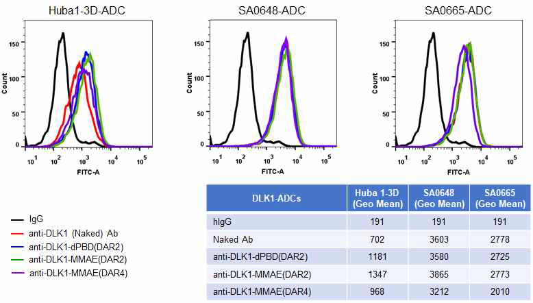 제조 DLK1-ADC 들의 세포 결합력 확인