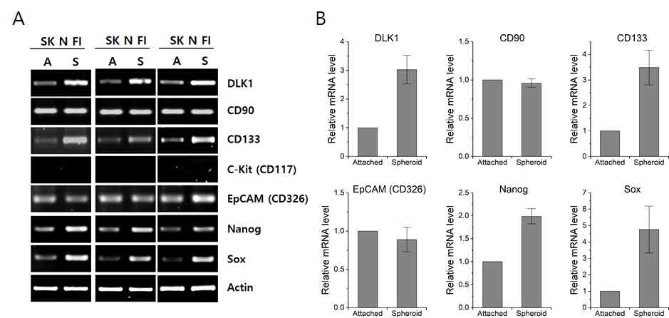 SK-N-FI 세포 tumor spheroid 배양시 DLK1과 CSC marker들의 mRNA 발현