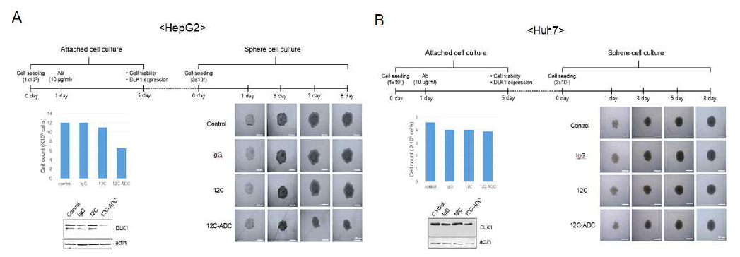 DLK1-ADC의 in vitro 암 재발 억제 실험 모델 구축
