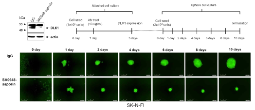 SK-N-FI에서 saporin-conjugated DLK1-SA0648 항체의 암재발 억제 효능 확인