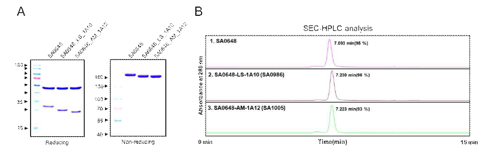 DLK1-ADC 개발후보항체 2종의 SDS-PAGE 및 SEC-HPLC 분석