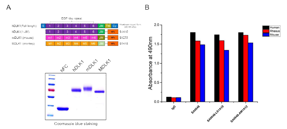 선별된 DLK1-SA0648 항체 변이체 2종의 다른 종간 교차반응성 확인