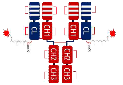 SA0648_LS_1A10-dPBD(DAR2)의 이황화 결합 및 liker-toxin 결합 부위