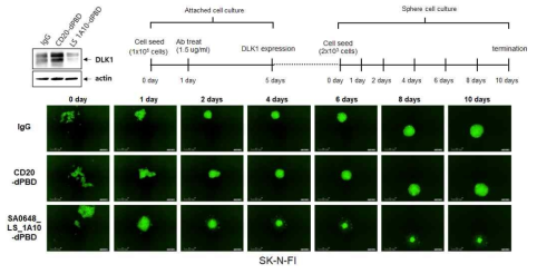SK N FI에서 DLK1-SA0648_LS_1A10-dPBD(DAR2)의 암 재발 억제 효능 확인